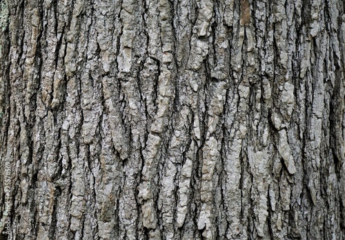 Texture of crab apple tree bark in nature, Winter in GA USA.