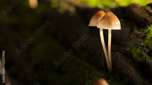 Galerina marginata is deadly poisonous mushroom. close up