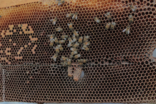 Bees on a honeycomb frame