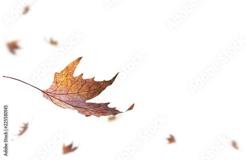 Falling Dry Autumn Leaves.