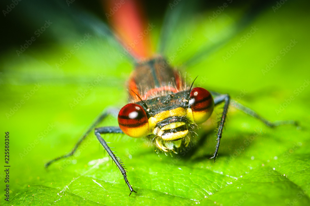 Fototapeta premium Pyrrhosoma nymphula