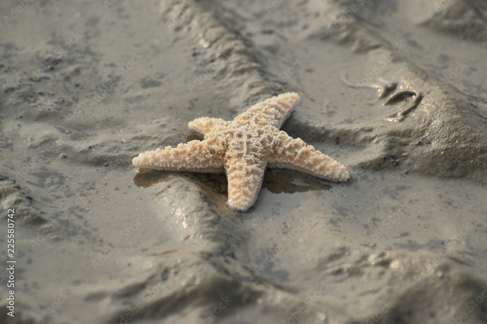 Wunderschöner Seestern am Strand bei Ebbe Wunderschöner Seestern am Strand bei Ebbe