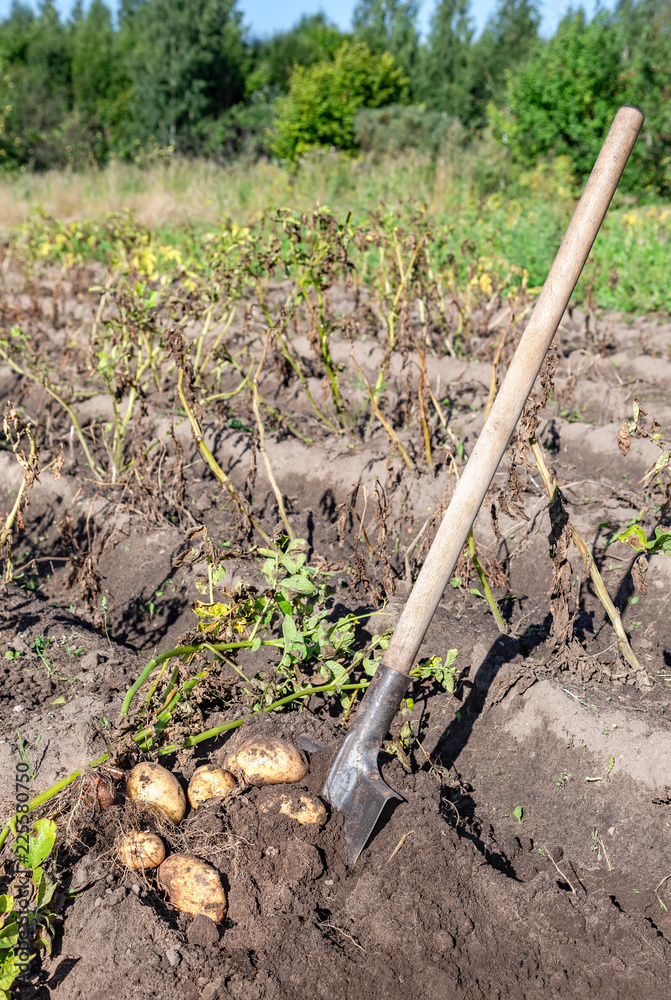 Freshly dug organic potatoes and shovel in the soil Freshly dug organic potatoes and shovel in the soil