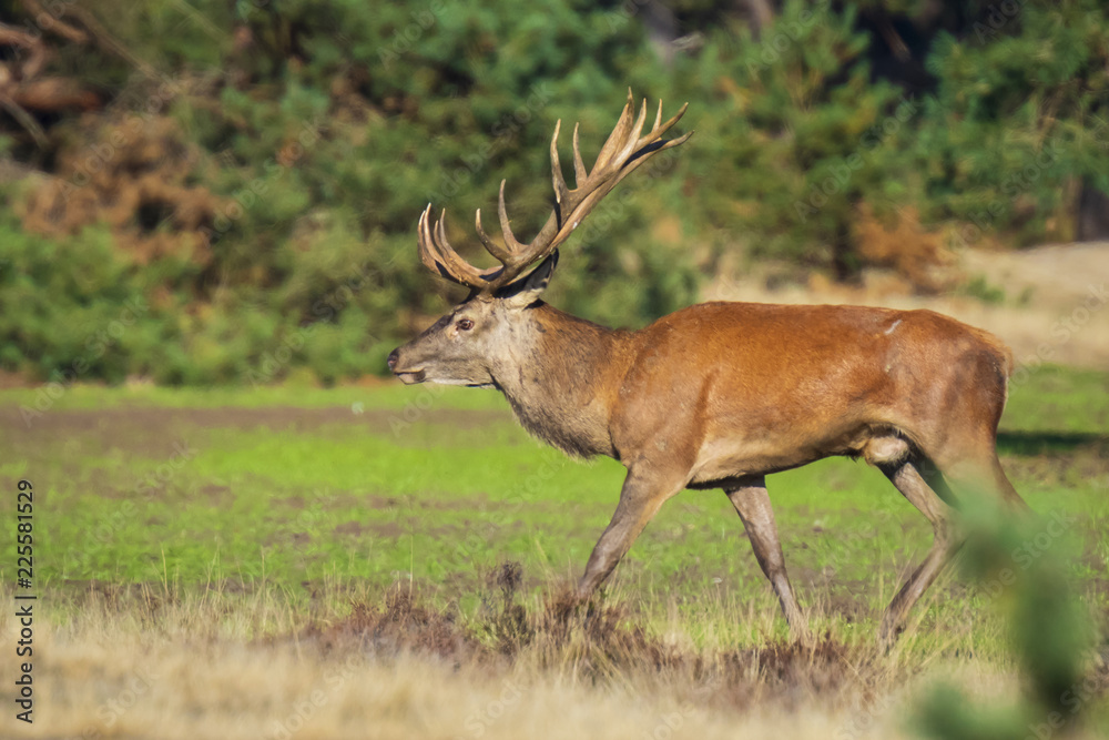 Male red deer, cervus elaphus, during rutting season Male red deer, cervus elaphus, during rutting season