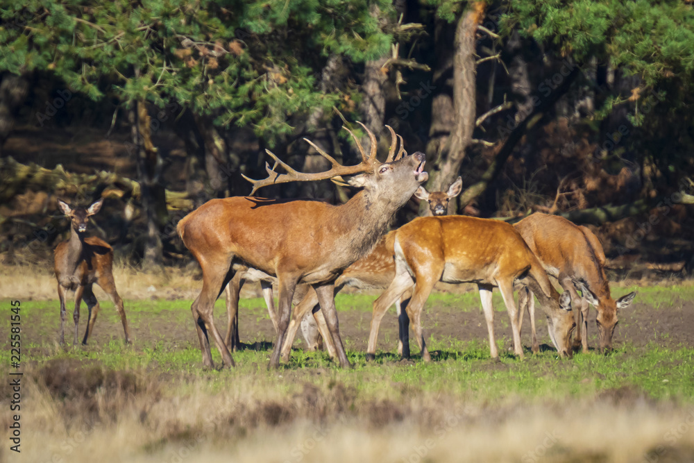 Male red deer cervus elaphus rutting and roaring Male red deer cervus elaphus rutting and roaring