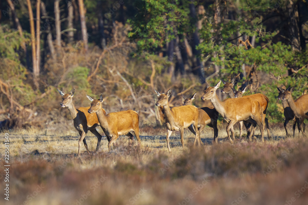 Fototapeta premium Herd of Red Deer does or hinds Cervus elaphus walking out of a forest