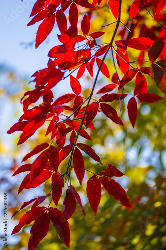 Red leaves in autumn