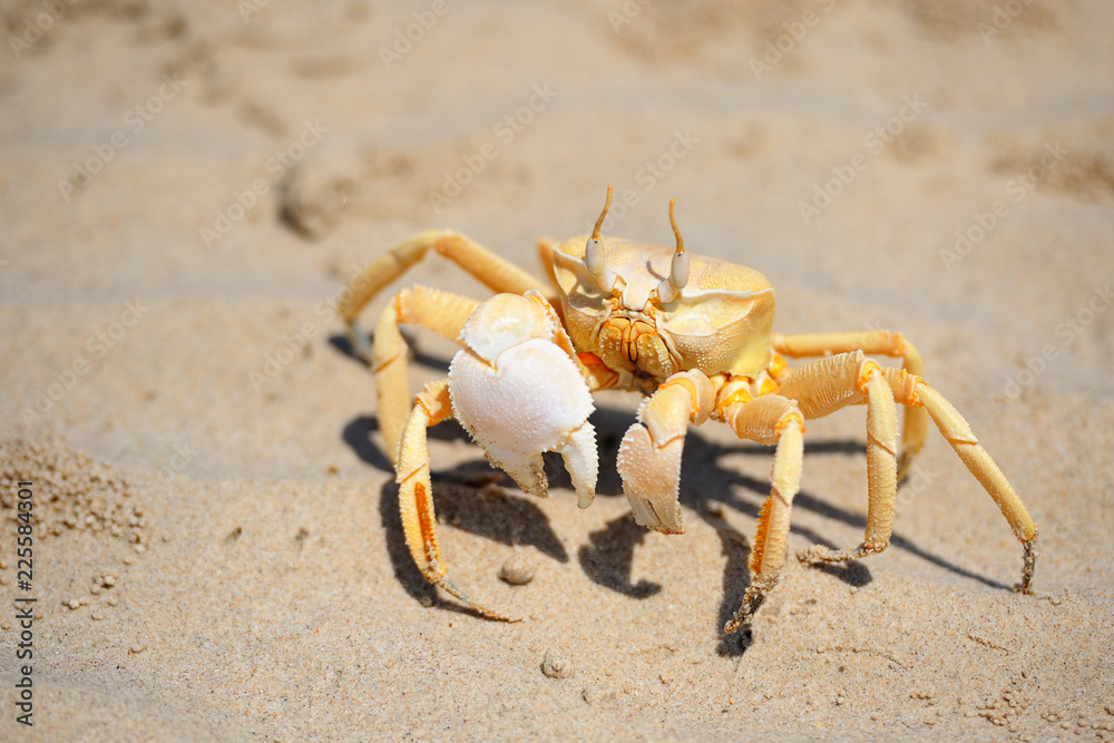 Sand crab in the beach of Socotra island, Yemen Sand crab in the beach of Socotra island, Yemen