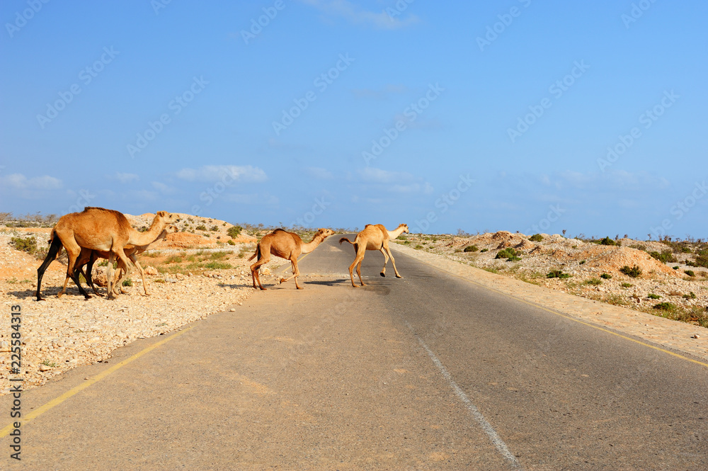 Several camels running across the road