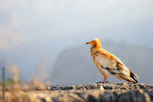 Sitting Egyptian Vulture (Neophron percnopterus) in Socotra isla photo