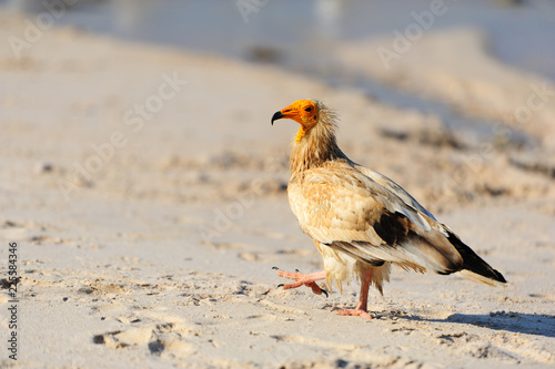 Sitting Egyptian Vulture (Neophron percnopterus) in Socotra isla photo