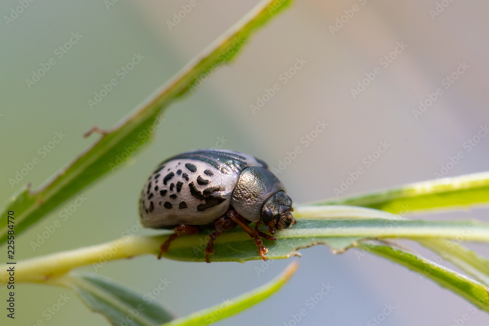 Naklejka premium Common Willow Calligrapha Beetle (Calligrapha multipunctata)