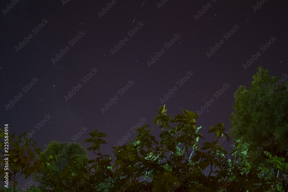 Green trees on the background of night constellations Green trees on the background of night constellations