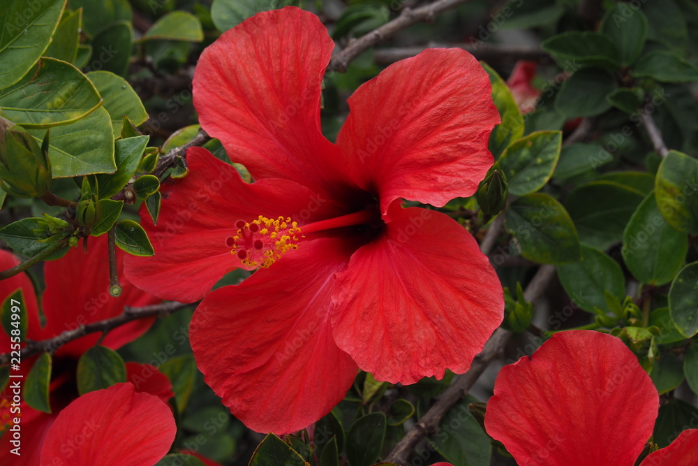 hibiskus