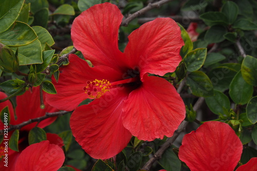 Obraz na płótnie hibiskus w salonie