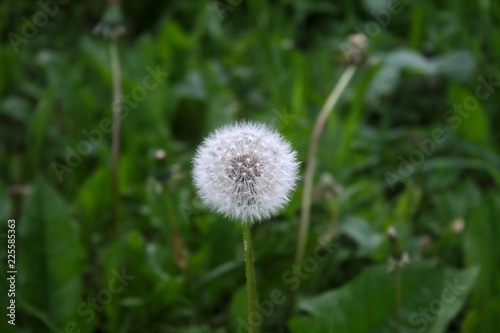 White dandelion in the grass
