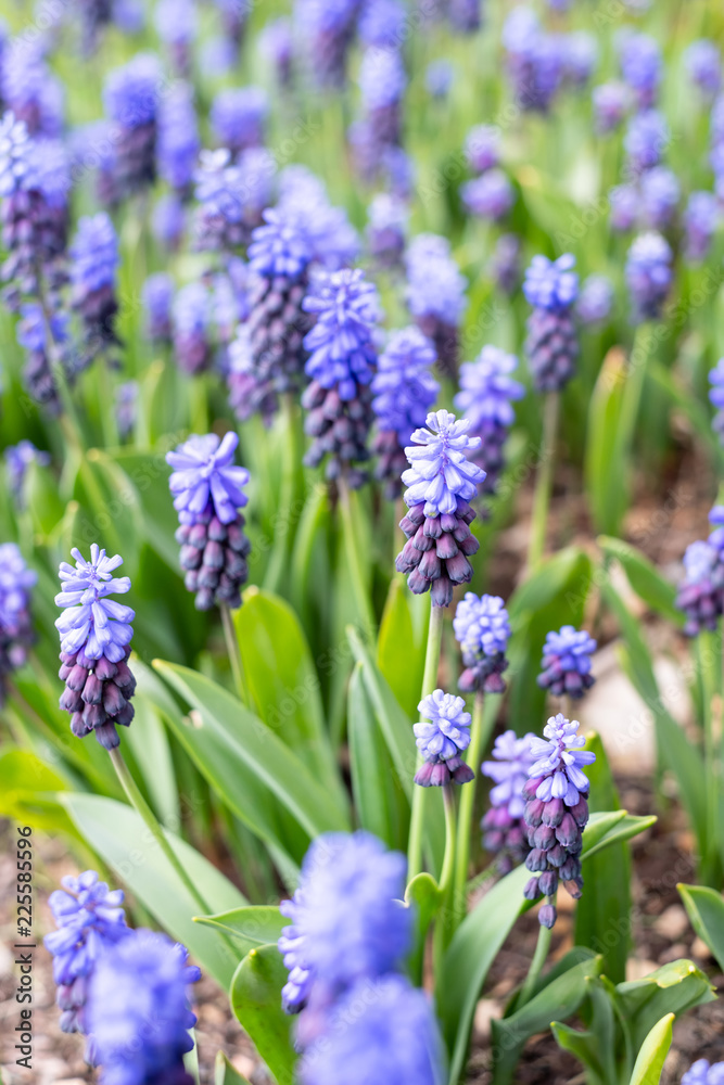 Grape hyacinths flower in spring with beautiful bokeh lights. Grape hyacinths flower in spring with beautiful bokeh lights.