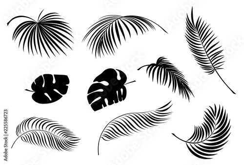 Set tropical palm leaf silhouette. Isolated. Vector