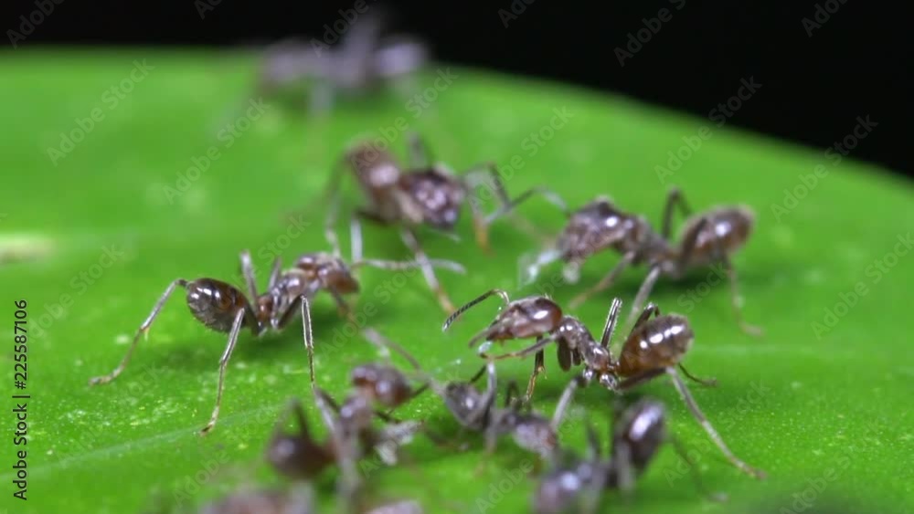 Ant tug of war. Slow motion of a swarm of Azteca Ants with the remains of an insect on a leaf in the rainforest, Ecuador. Ant tug of war. Slow motion of a swarm of Azteca Ants with the remains of an insect on a leaf in the rainforest, Ecuador.
