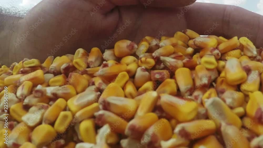 Farmer's hand over golden ripe harvested kernels of maize crop, concept of abundance and great yield after successful harvest