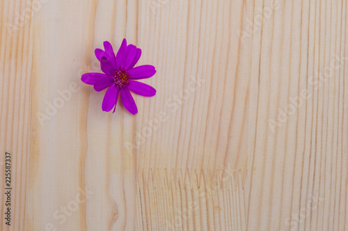 purple flower close-up