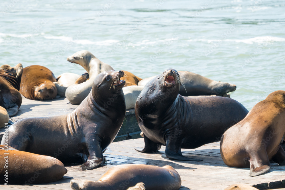 Fototapeta premium Seals Fighting in San Francisco