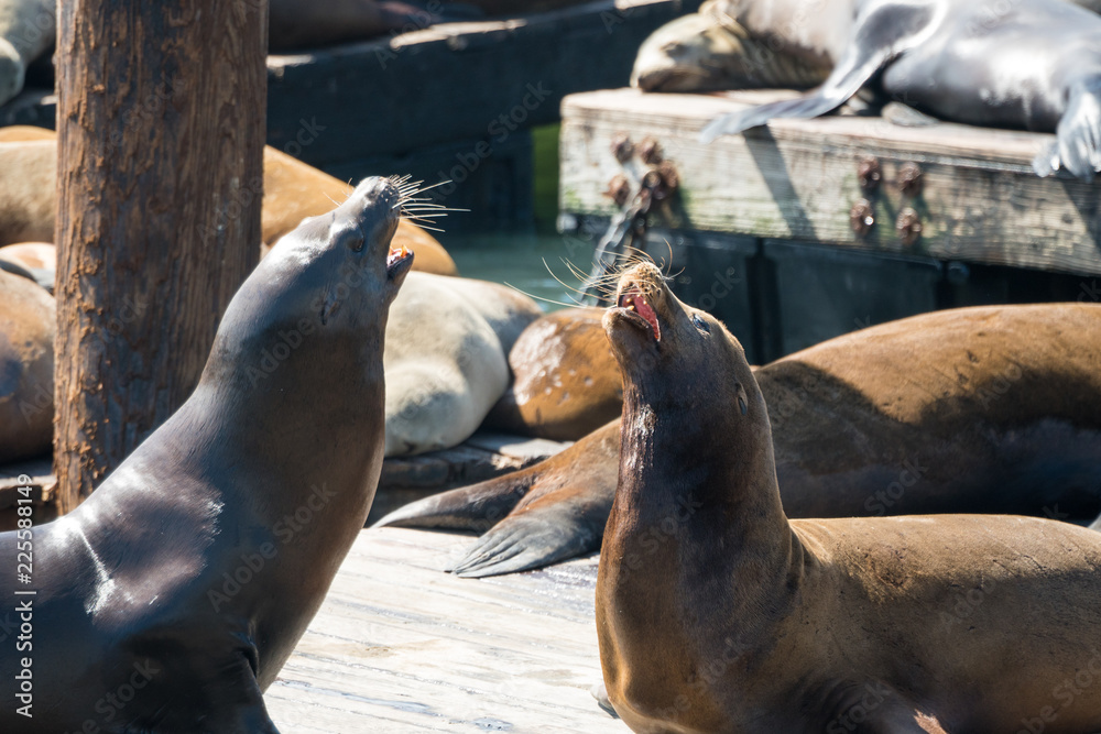 Fototapeta premium Seals in San Francisco