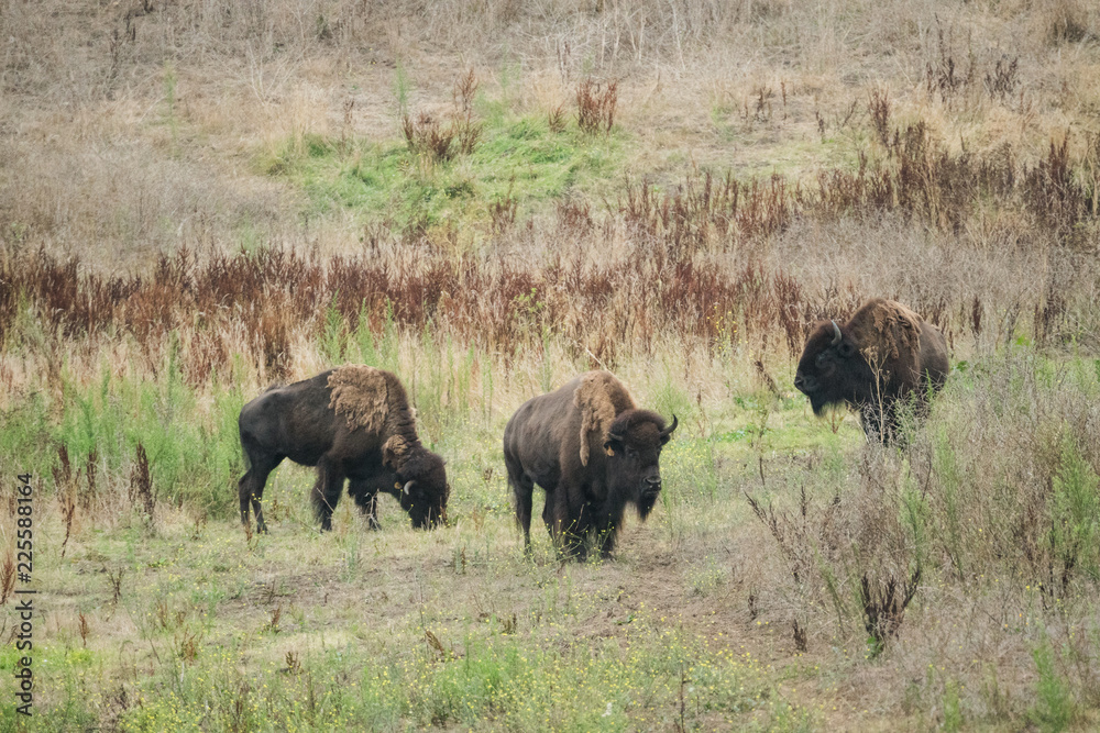 American Buffalo (Bison) in San Francisco American Buffalo (Bison) in San Francisco