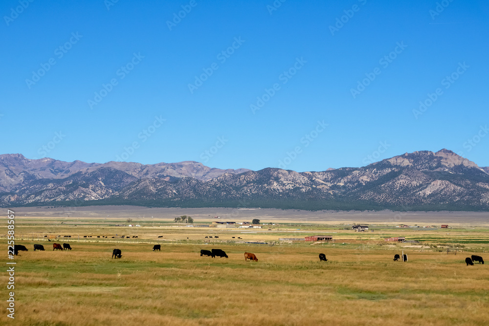 herd of cows on the plain in the foothills of Arizona