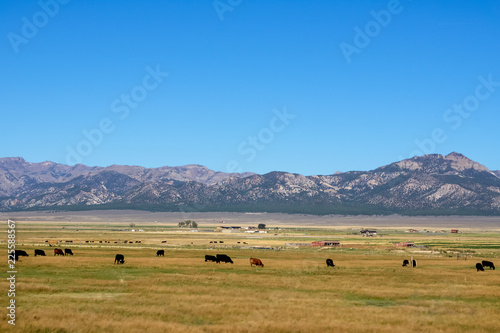herd of cows on the plain in the foothills of Arizona