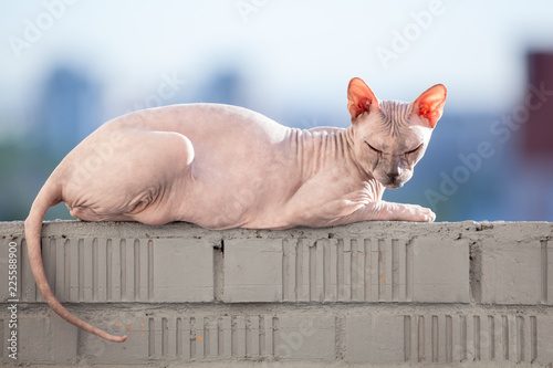 Obraz na plátně Sphinx cat laying in the sunshine on rail of balcony