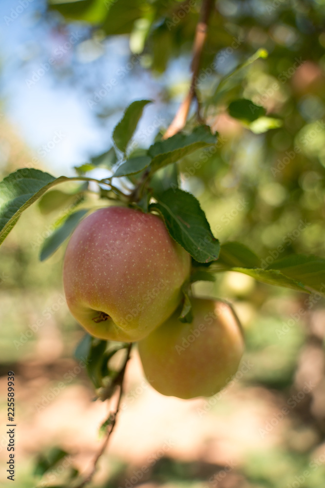 Apples on Tree Apples on Tree