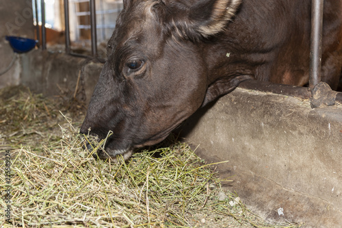 Cow' s eating hay in the cowshed