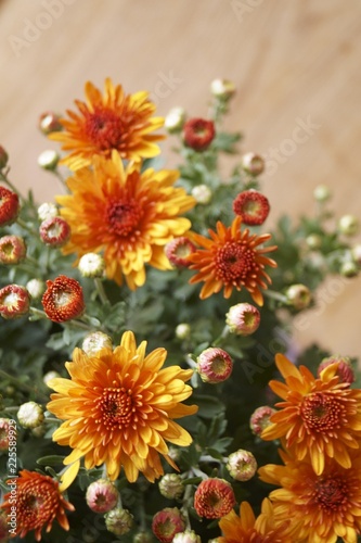 Beautiful bouquet of orange chrysanthemums (Chrysanthemum)