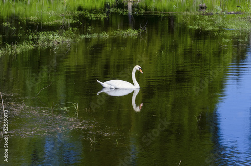 Single Swan at pond