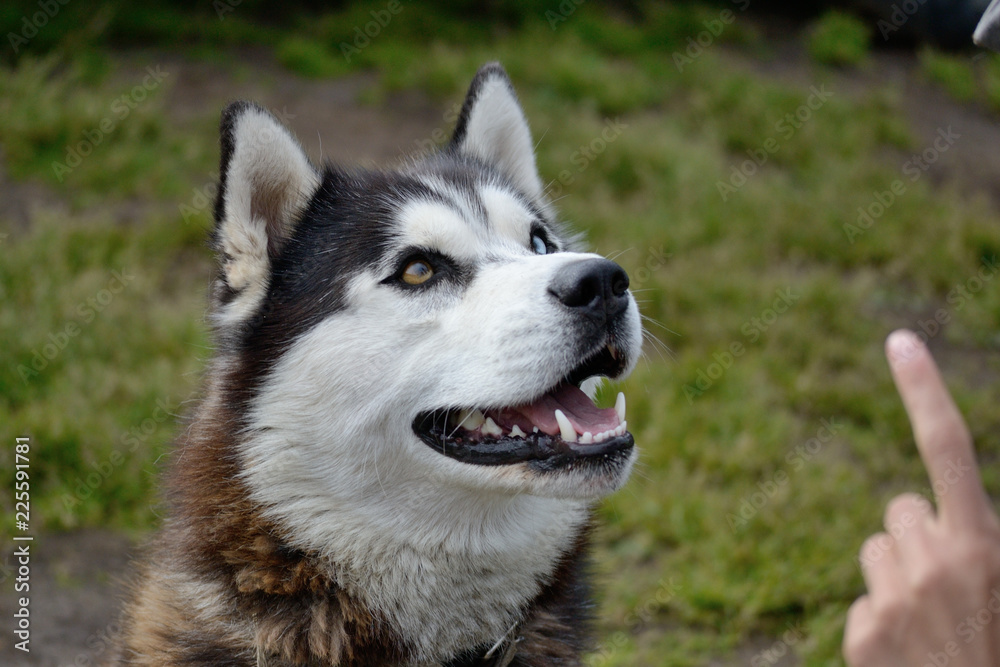 Portrait of siberian husky with heterochromia