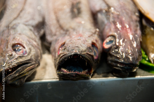 european hake (merliccius merluccius) on fishmonger's market stall in cadiz, andalusia, spain photo