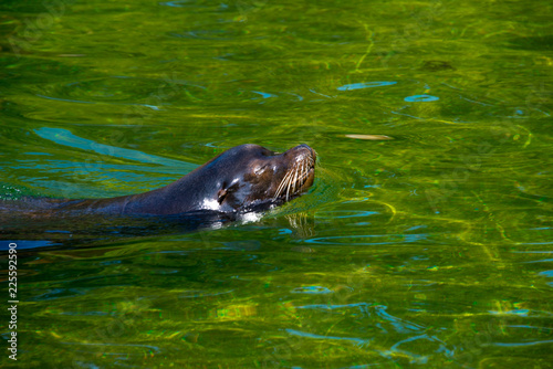 swimming california sea lion (Zalophus californianus)