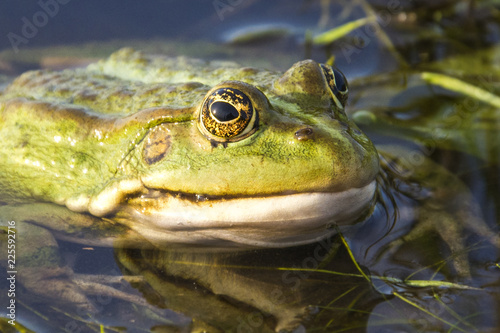In the summer on the river green toad.