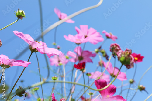 Beautiful cosmos flowers against blue sky. Meadow plant © New Africa