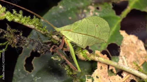 Leaf mimic katydid