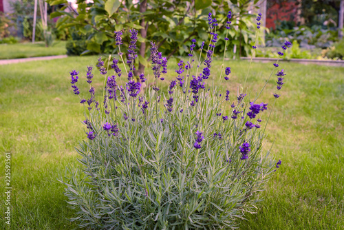 Fototapeta Naklejka Na Ścianę i Meble -  Lavender flowers in bloom