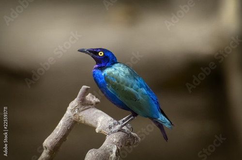 Purple glossy starling