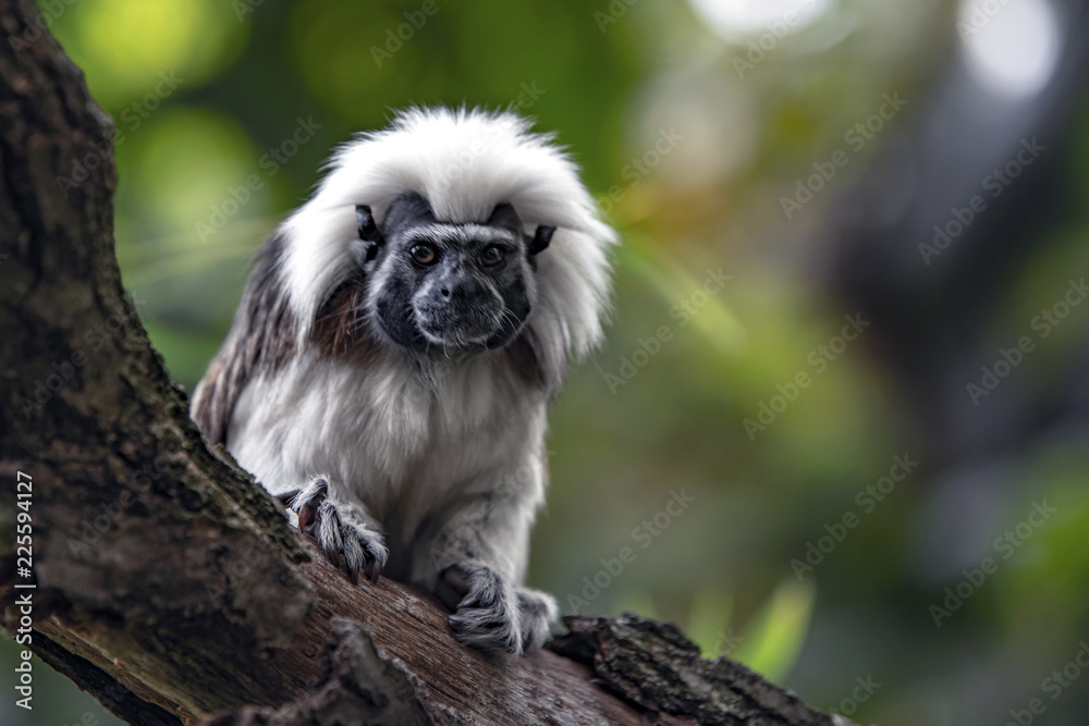 small monkey of the tamarin family sits on a thick branch in the jungle. small monkey of the tamarin family sits on a thick branch in the jungle.