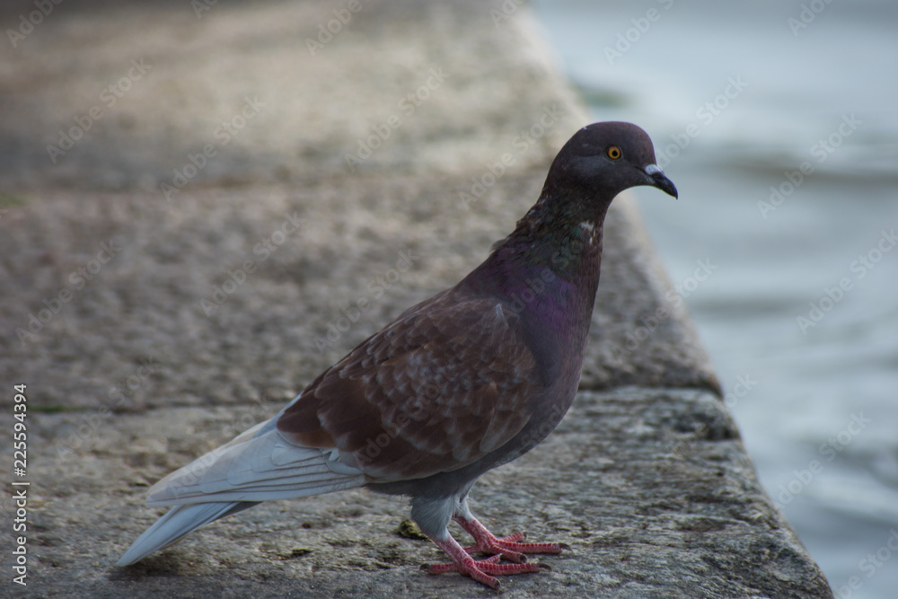 Dove with a violet neck with brown and white wings on a stone embankment Dove with a violet neck with brown and white wings on a stone embankment