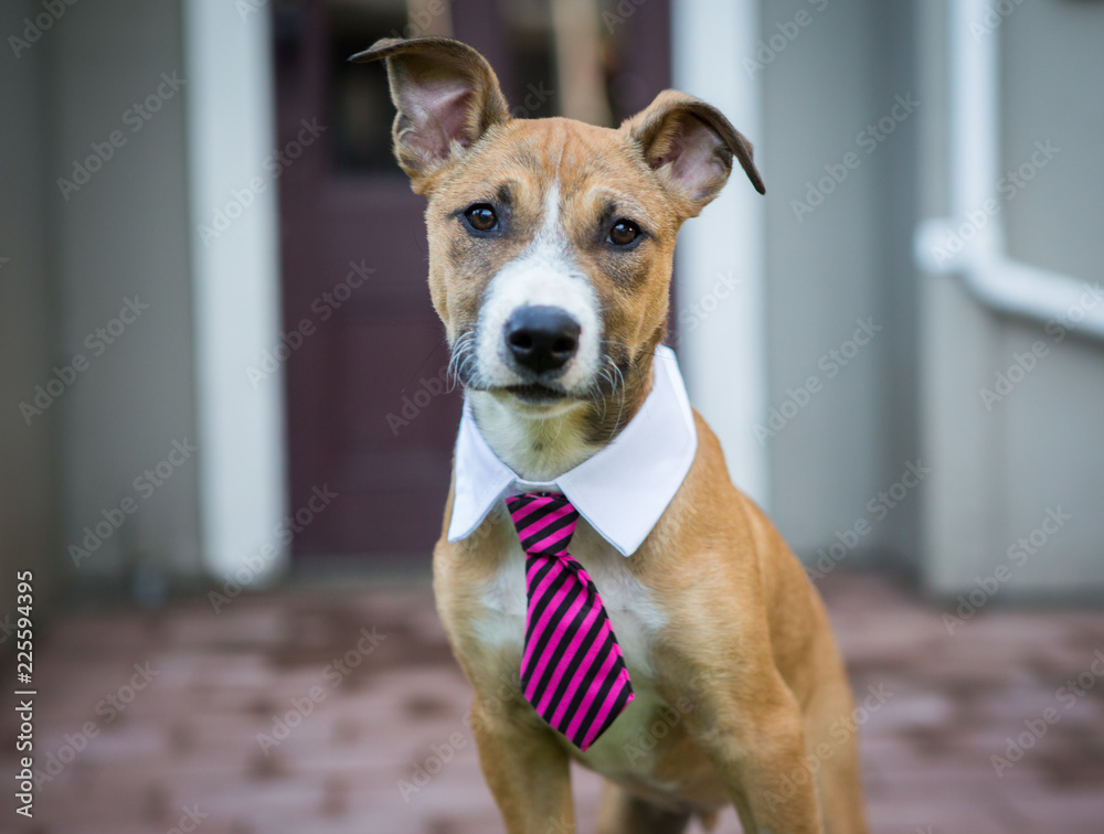 Little dog wearing tie in front of door Stock Photo | Adobe Stock