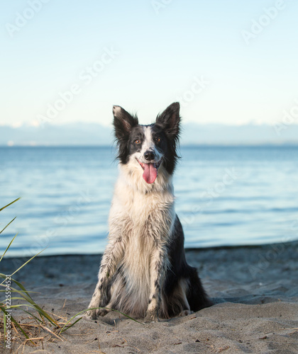 Happy border collie dog with big ears in front of ocean