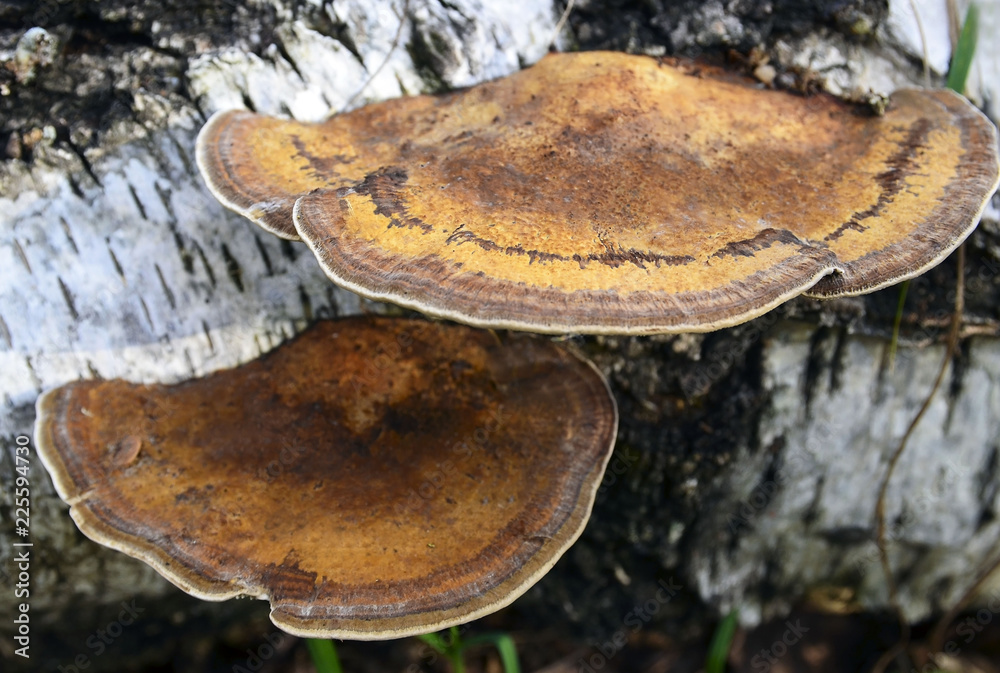 Fototapeta premium Ganoderma applanatum bracket fungus mushroom growing on a birch tree bark.Selective focus.