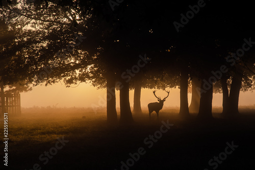 Sunrise in Bushy Park on a lovely misty morning.