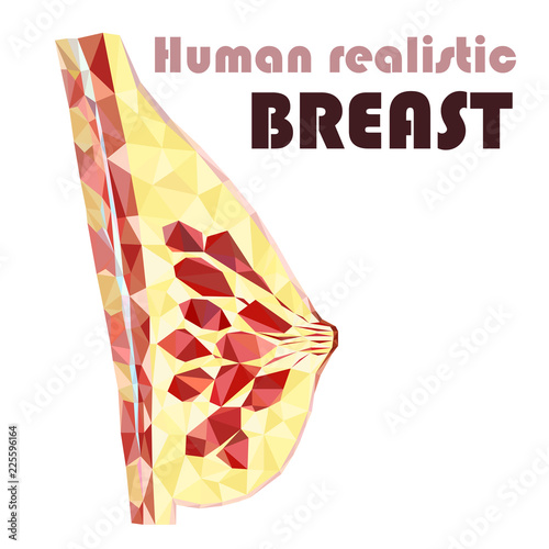 Women breast cross section in low poly. Realistic 3d medical human organ. For medical education, for Clinics, Universities, Schools. Medical book, journal, research. Vector